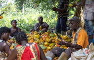 Nestlé to Pay Fees for Children of Cocoa-farming Families in New Plan