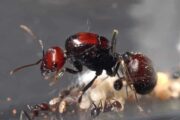 5,000 Queen Ants Seized in Kenya Expose Emerging Wildlife Trafficking Network