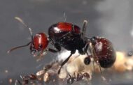5,000 Queen Ants Seized in Kenya Expose Emerging Wildlife Trafficking Network