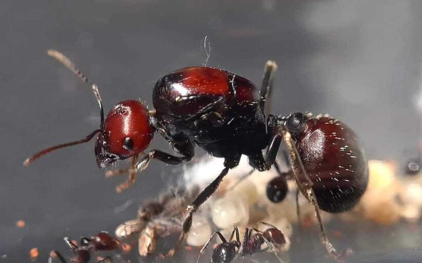 5,000 Queen Ants Seized in Kenya Expose Emerging Wildlife Trafficking Network