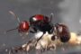 5,000 Queen Ants Seized in Kenya Expose Emerging Wildlife Trafficking Network