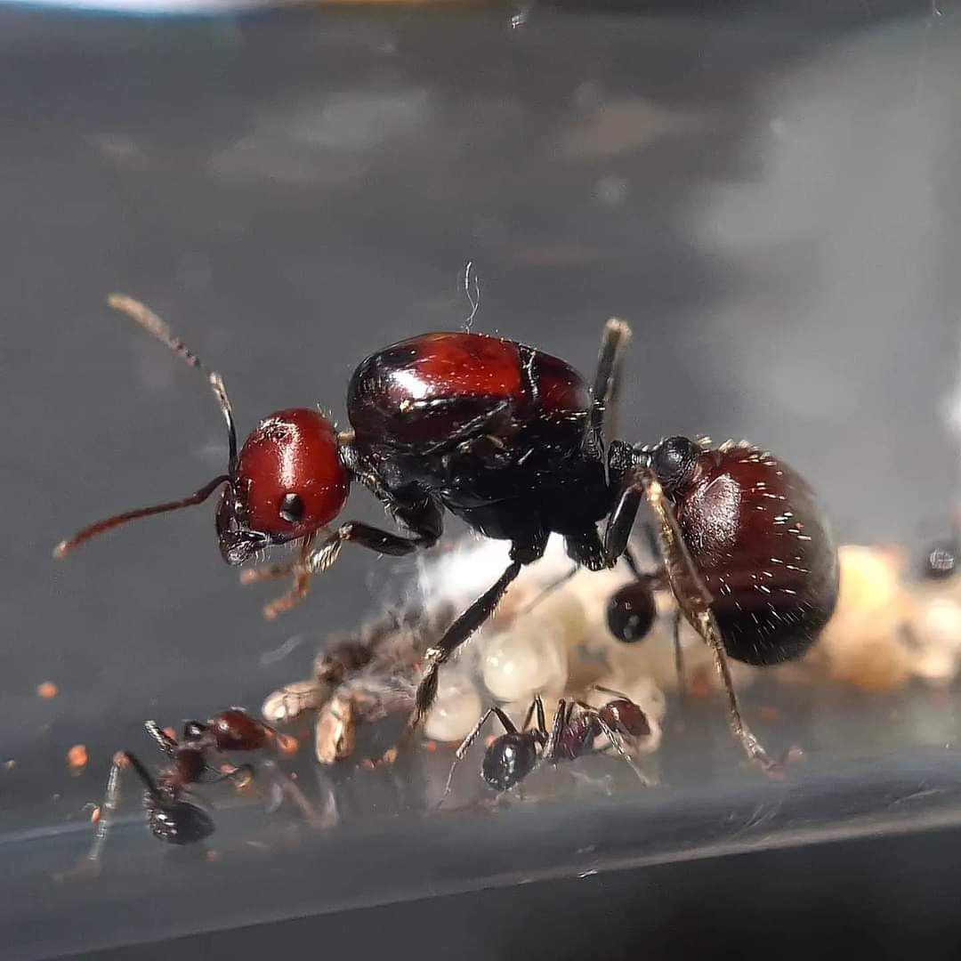 5,000 Queen Ants Seized in Kenya Expose Emerging Wildlife Trafficking Network